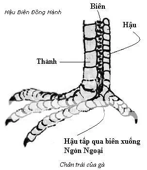 Hậu biên