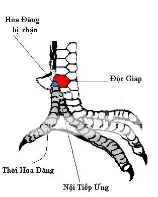 Giáp độc