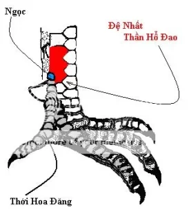 Kê Kinh Diễn Nghĩa – Mộng Lang