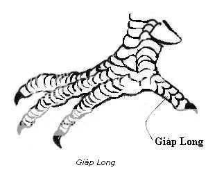 Giáp Long