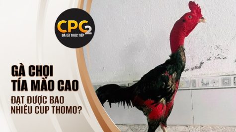 Tía Mào Cao – Tượng đài có một không hai