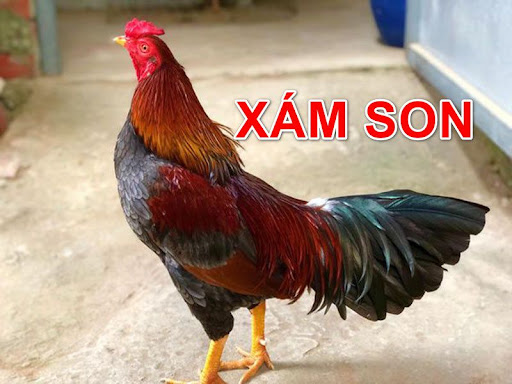 ga-mau-xam-son