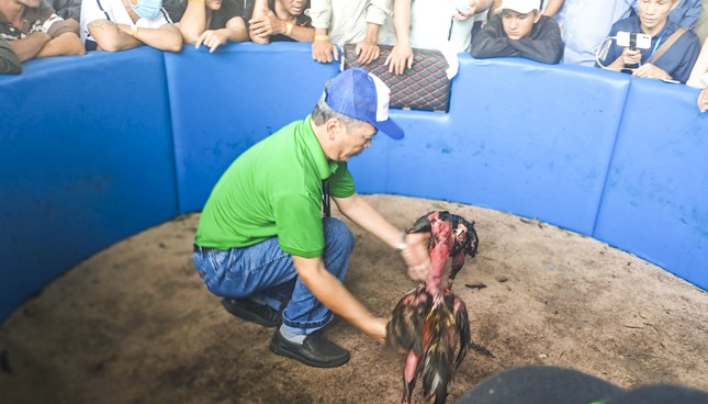 Hai chiến kê sẵn sàng vào trận.