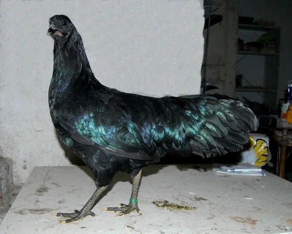 sumatra_black_hen.