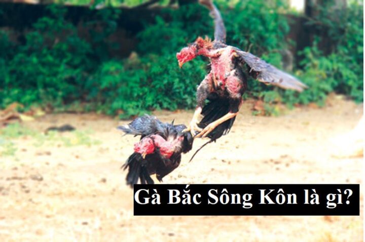 Gà chọi Bắc Sông Kôn | Gà chọi Tây Sơn Bình Định nức tiếng