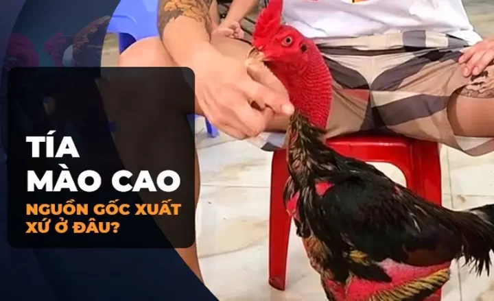 Tiểu sử Tía Mào Cao | Chiến kê xuất sắc của Cup C1 Thomo