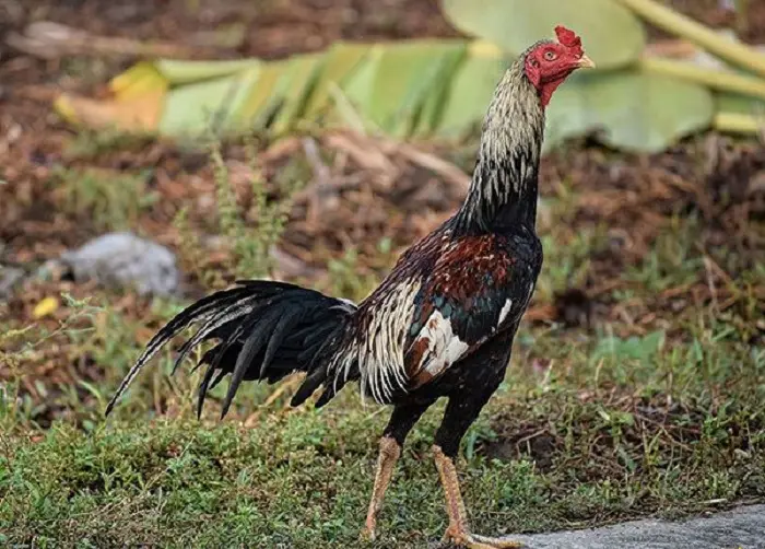 Gà Chọi Thái Lan: Đặc Điểm Nhận Biết và Cách Chăm Sóc