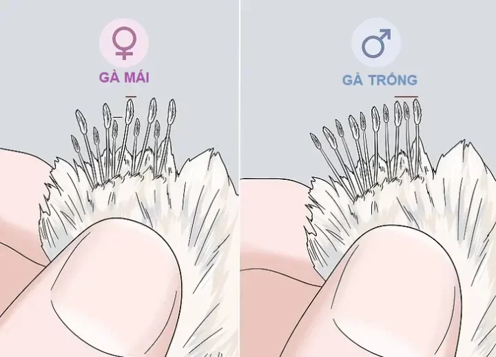cach-phan-biet-ga-trong-mai-mot-ngay-tuoi